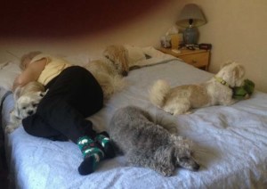 All dogs and Blenda in happy afternoon slumber.