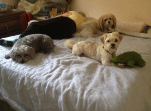The dogs are thinking, "This is great stuff getting to take our nap on the bed next to Blenda."